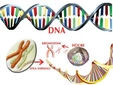 DNA Gen Kromozom DNA Molekülünün Özellikleri