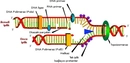 DNA Sentezi Gerçekleşme Aşamaları