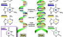 DNA ve RNA Arasındaki Farklar Nelerdir?