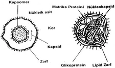 DNA Virüsleri Çeşitleri