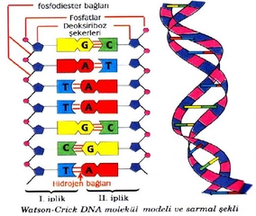 DNA Kendini Nasıl Eşler?