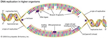 DNA Polymerase