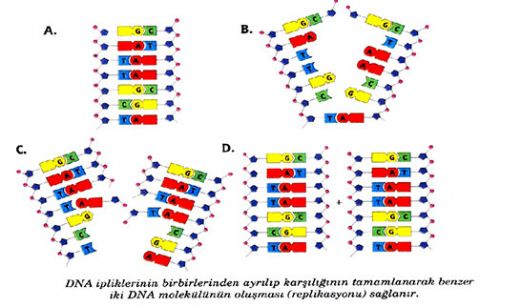 Dna Elemesi