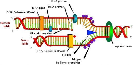 Dna Kendini Neden Eler