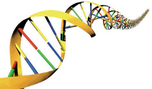 DNA Molekülü Özellikleri