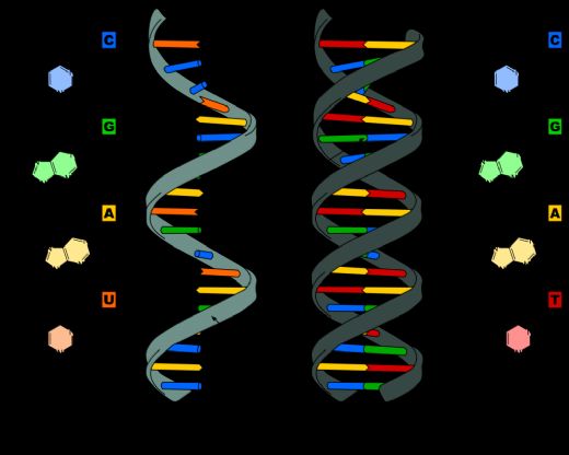 DNA RNA Yapıları