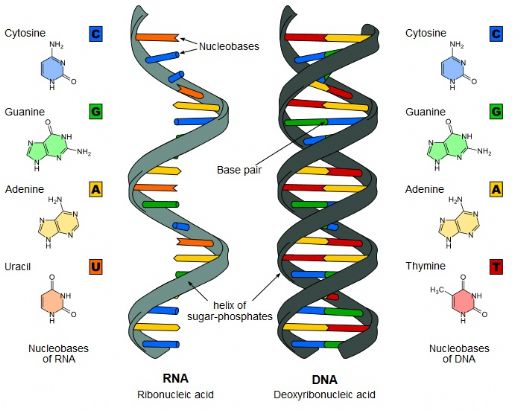 Dna Yaps