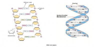 Dna Bazlar