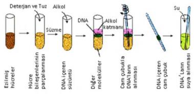 Dna zolasyonu Deneyi